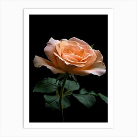 Peach Rose On Black Background 1 Art Print