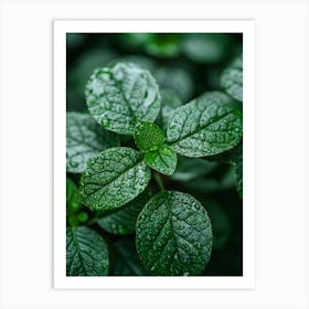 Green Leaves With Water Droplets 1 Art Print