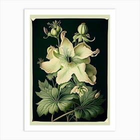 Columbine 3 Floral Botanical Vintage Poster Flower Art Print