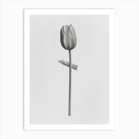 Tulip Flower Photo Collage 4 Art Print