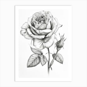 English Rose Black And White Line Drawing 8 Art Print