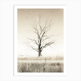 Bare Tree In Field Australia Art Print
