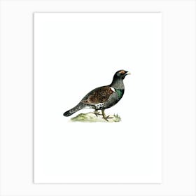 Vintage Western Capercaillie Bird Illustration on Pure White n.0094 Art Print