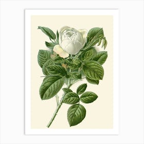 White Rose Art Print