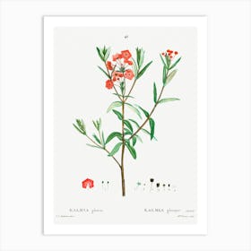 Kalmia Glauca, Pierre Joseph Redoute Art Print