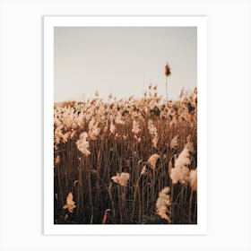 Summer Field Scenery Art Print