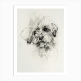 Havanese Dog Charcoal Line 2 Art Print