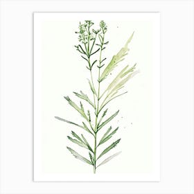 Valerian Herb Minimalist Watercolour 1 Art Print