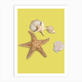 Art Seashells And Starfish Art Print