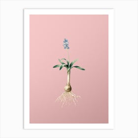 Vintage Scilla Lingulata Botanical on Soft Pink n.0948 Art Print