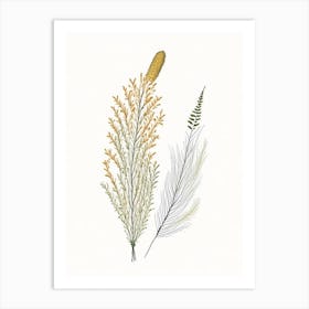 Horsetail Spices And Herbs Pencil Illustration 2 Art Print