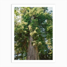 California Redwood Forest on Film Art Print