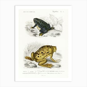 Shrinking Frog (Pseudis Merianae) And Surinam Toad (Pipa Americana), Charles Dessalines D' Orbigny Art Print