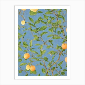 Apricot 2 Vintage Botanical Fruit Art Print