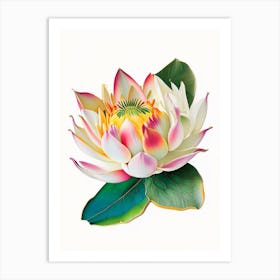 Early Lotus Decoupage 2 Art Print