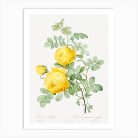 Rosa Hemisphaerica From Les Roses, Pierre Joseph Redouté Art Print