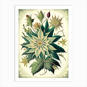 Star Flower Wildflower Vintage Botanical 2 Art Print