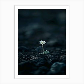 Flower In The Dark 39 Art Print