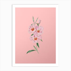 Vintage Pink Ruddy Godetia Botanical on Soft Pink n.0270 Art Print