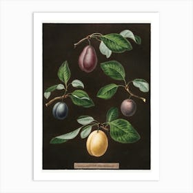 Plums 4 Art Print