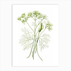 Fennel Vintage Botanical Herbs 1 Art Print