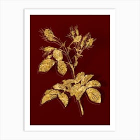 Vintage Evrat's Rose with Crimson Buds Botanical in Gold on Red Art Print