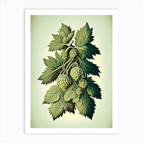 Hops Herb Vintage Botanical Art Print