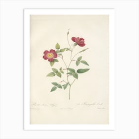 Rose Illustration, Pierre Joseph Redoute (53) Art Print