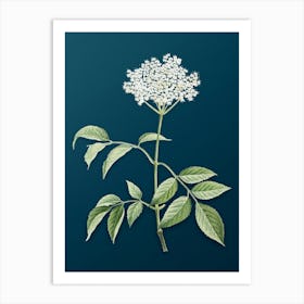 Vintage Elderflower Tree Botanical Art on Teal Blue n.0714 Art Print