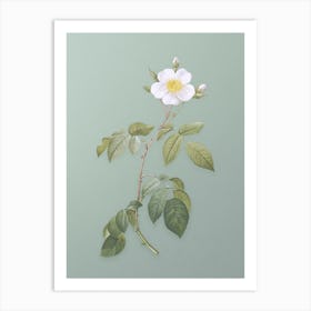 Vintage Big Leaved Climbing Rose Botanical Art on Mint Green n.0340 Art Print