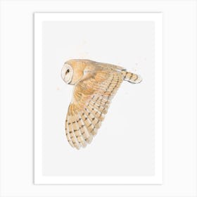 Barn Owl Art Print