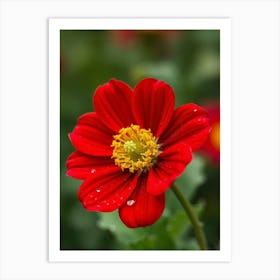 Red Dahlia Flower Art Print