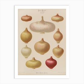 Onion Print Art Print