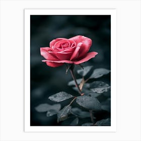 Rose In The Dark 7 Art Print