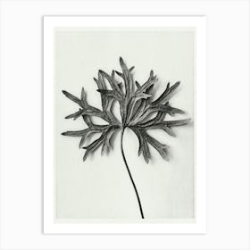 Yellow Monkshood Leaf (1928), Karl Blossfeldt Art Print