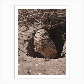 Burrowing Owl Nest Art Print