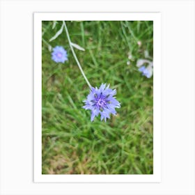 Blue Cornflower Art Print