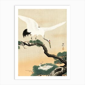Japanese Crane Bird On Branch Of Pine (1900 1930), Ohara Koson Art Print