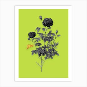 Vintage Burgundy Cabbage Rose Black and White Gold Leaf Floral Art on Chartreuse n.1225 Art Print