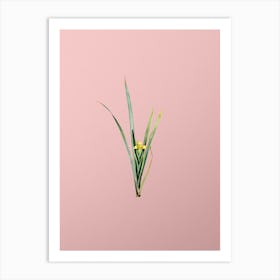 Vintage Yellow Iris Botanical on Soft Pink n.0536 Art Print