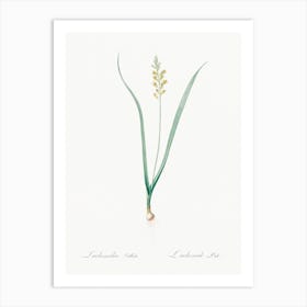 Lachenalia Pallida Illustration From Les Liliacées (1805), Pierre Joseph Redoute Art Print