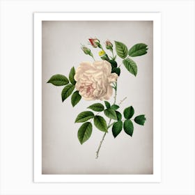 Vintage Rosa Indica Botanical on Parchment n.0582 Art Print