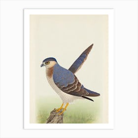 Eurasian Sparrowhawk Illustration Bird Art Print