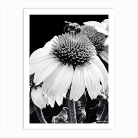 Coneflower BW Art Print