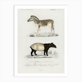 Malayan Tapir (Equus Montanus) And Mountain Zebra (Dauw), Charles Dessalines D' Orbigny Art Print