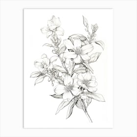 Jasmine Flower Vintage Botanical 2 Art Print