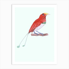 King Bird Of Paradise Red In White Art Print
