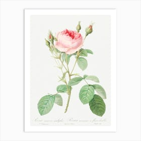 Double Moss Rose, Pierre Joseph Redoute Art Print