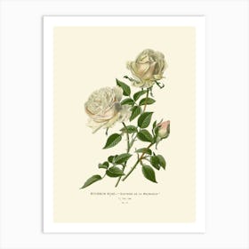 White Roses Art Print