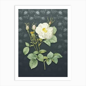 Vintage White Rose of York Botanical on Slate Gray Pattern n.2293 Art Print